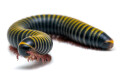 Anadenobolus monilicornis Caribbean adult